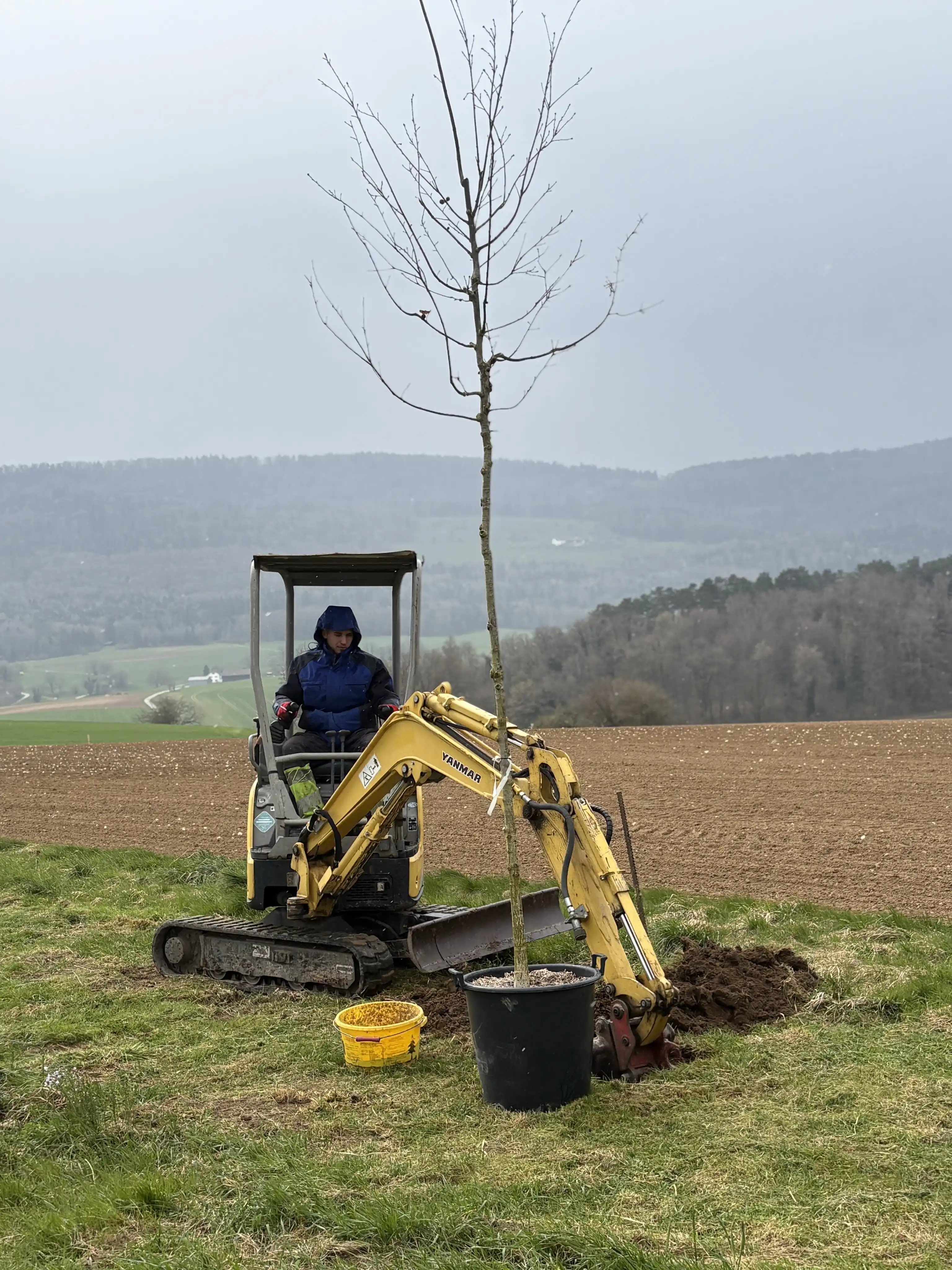 Plantation d'un arbre en pleine campagne : la mini-pelle creuse le trou, l'arbre attend à côté